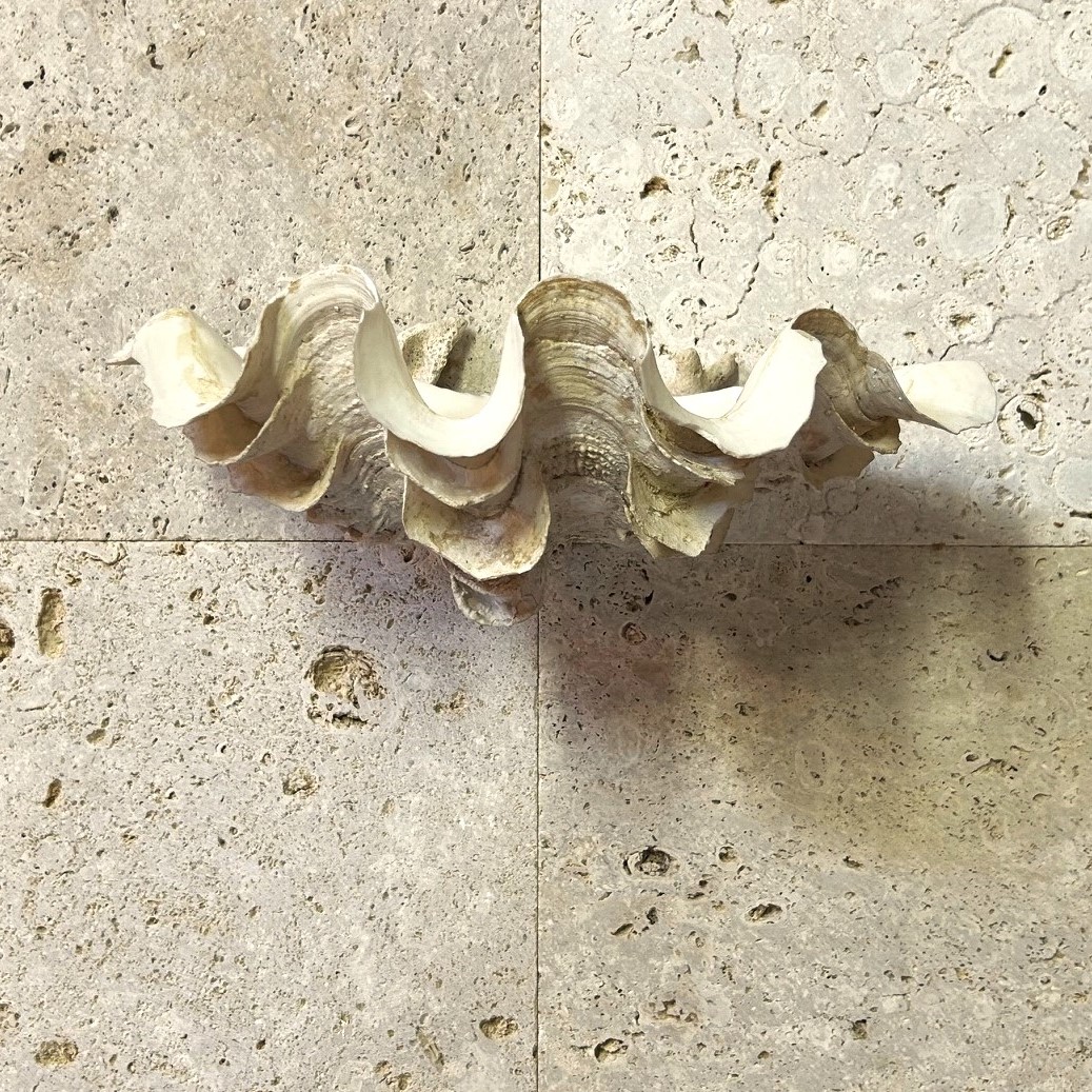 貝 サンゴ 夜光貝 コーラルストーン